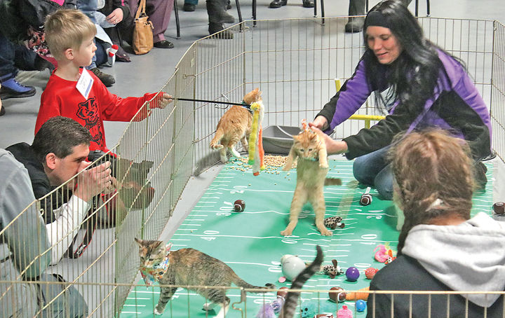 012819 W_Kitten Bowl_3.jpg