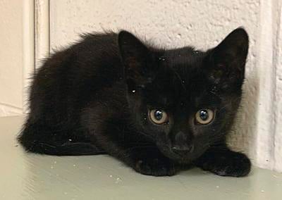Taming Feral Cats Kittens Article Here Are Some Of The Biological Reasons That Make Kittens Emotionally Predisposed To Acce Kittens Feral Cats Feral Kittens