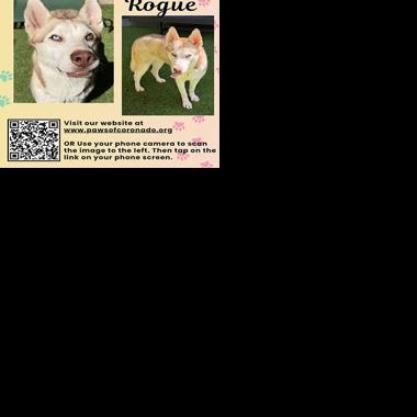 PAWS Pet-Of-The-Week | Coronado City News | coronadonewsca.com