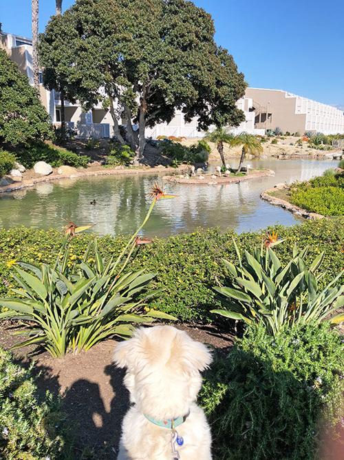 Enjoying An Afternoon Walk ...