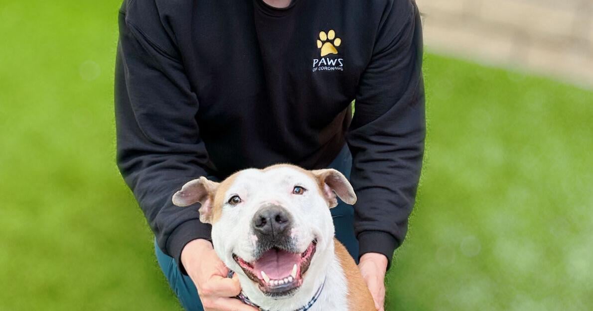 Saiko Sushi Pairing Dinner To Benefit PAWS Of Coronado - Vimarsana News