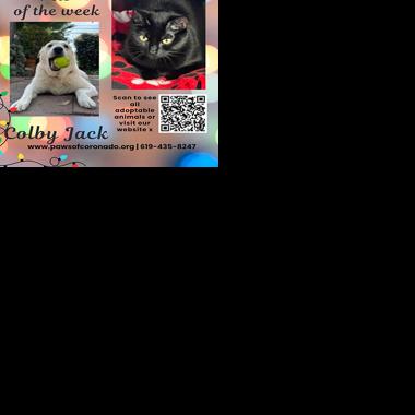 PAWS Pets-Of-The-Week | Coronado City News | coronadonewsca.com
