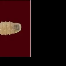 AgriLife Extension takes screwworm education directly to Texas communities