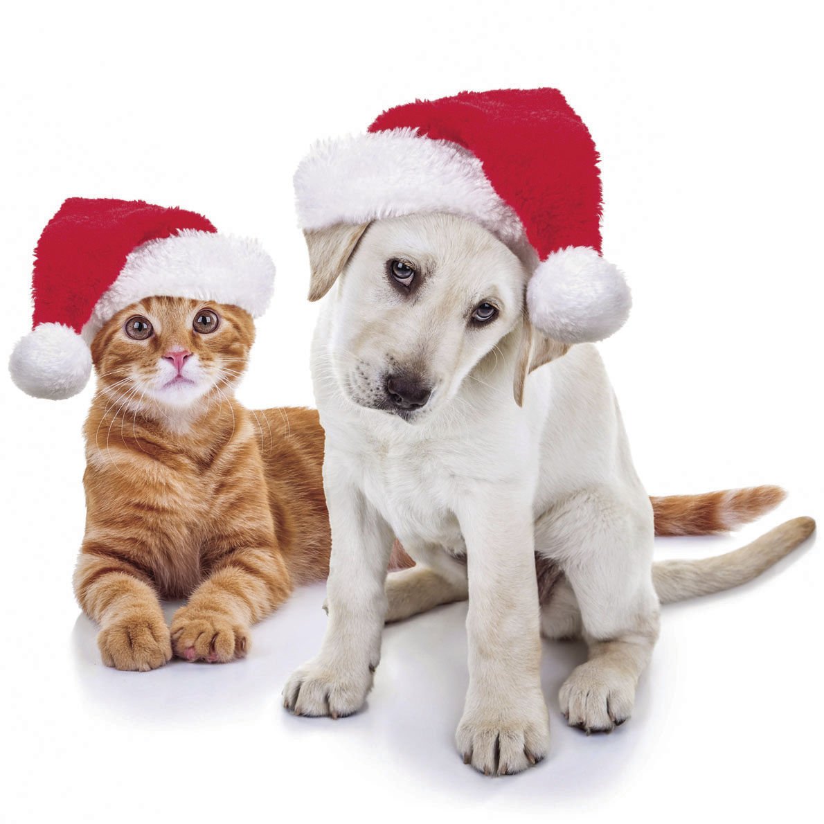 puppy for christmas do pets make a good gift news