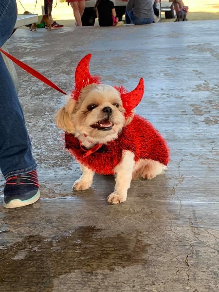 Corsicana pet trickortreating a success News corsicanadailysuncom