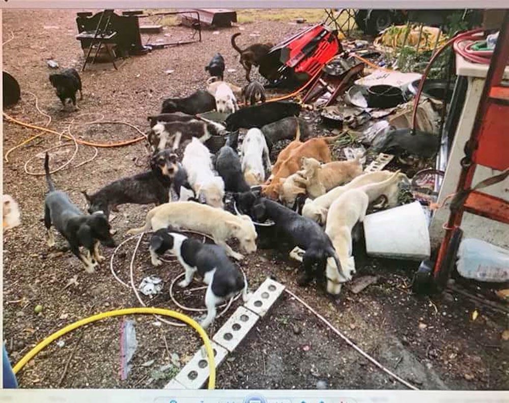 Animal hoarding essay picture