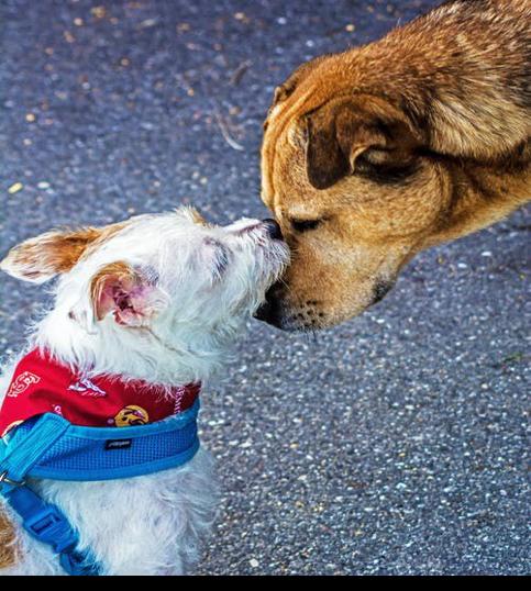 President signs PACT Act, first national anti-cruelty law