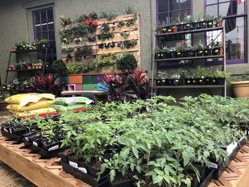 In chaotic times, gardening becomes therapy