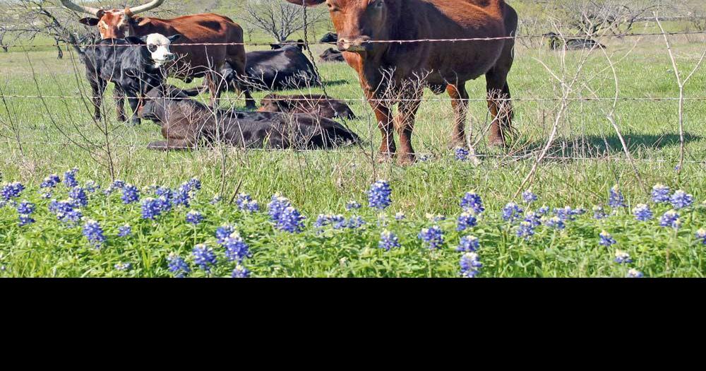 Is it illegal to pick DPS offers safety tips for enjoying