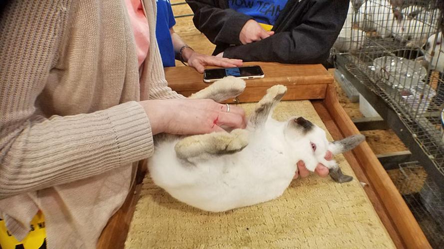 Black with best rabbits at show: Reed reserves again | Gallery ...