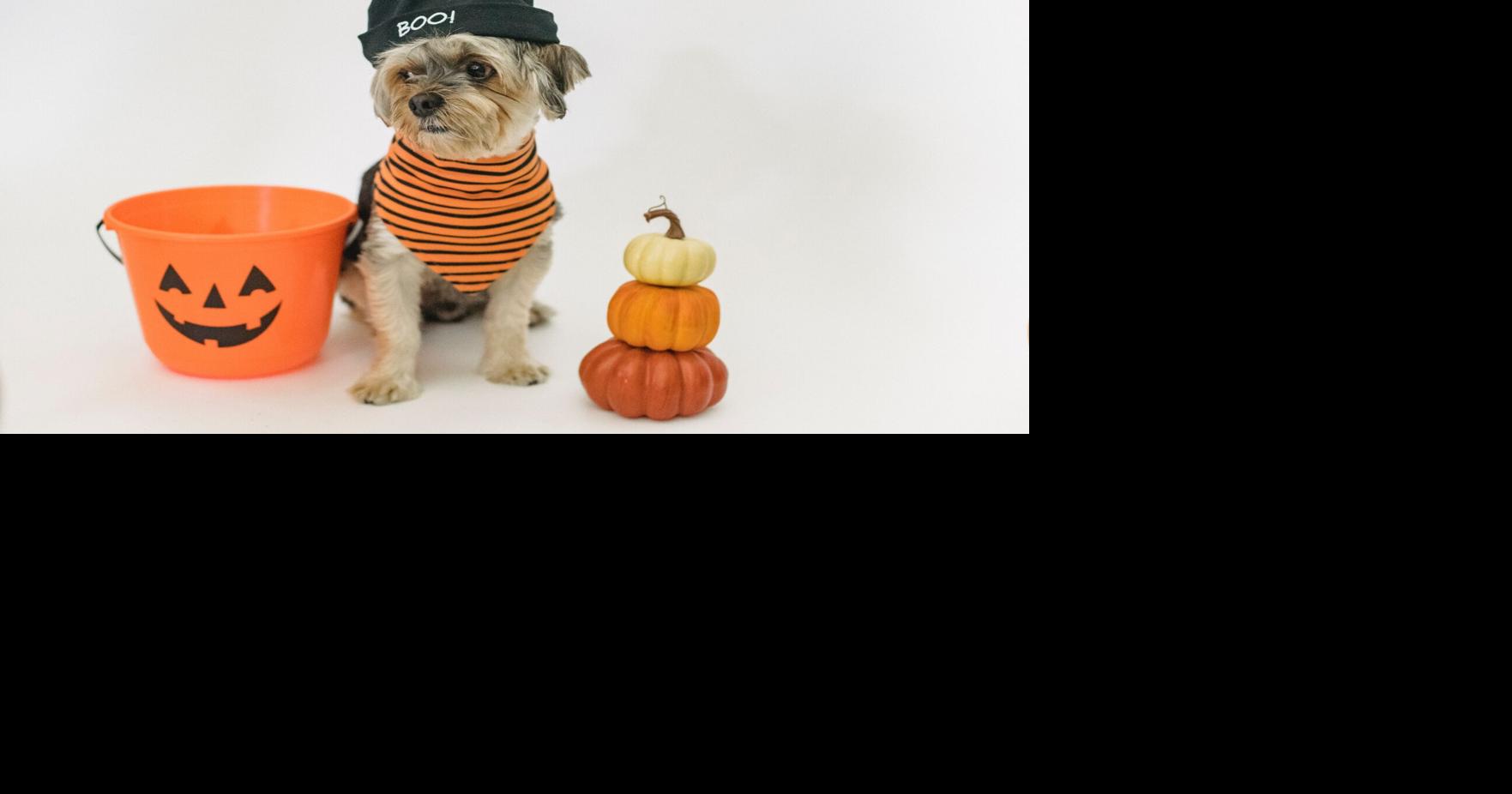 Mutts and Strays Pet Trick or Treating takes place Oct. 28 | News