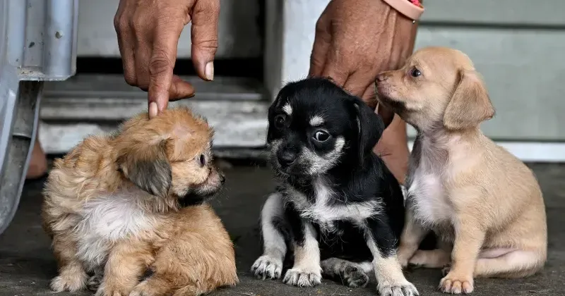 Screwworm was found in a dog in Texas. What does that mean for your pets?