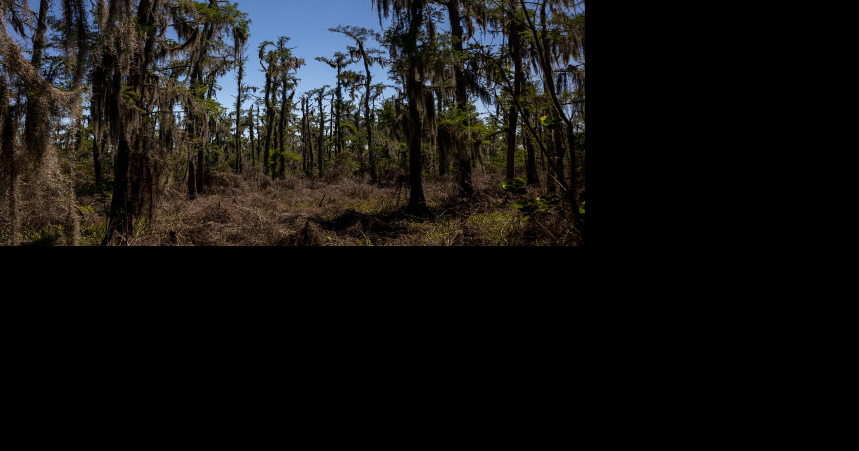 Barataria Preserve was damaged by Hurricane Ida. Five years later, repairs have begun