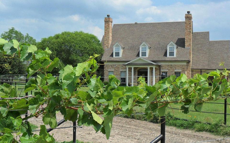 Angelita Vineyard and Winery hosts its fifth annual harvest party July 27