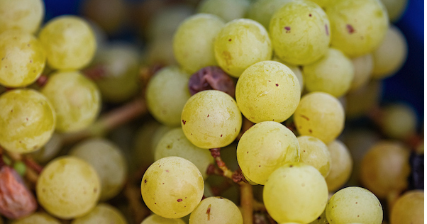 9th annual Central Texas Vines and Wines program set for May 12 in Waco