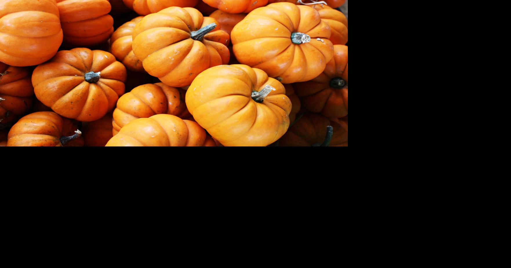 Corsicana pumpkin patch opens Oct. 1 News