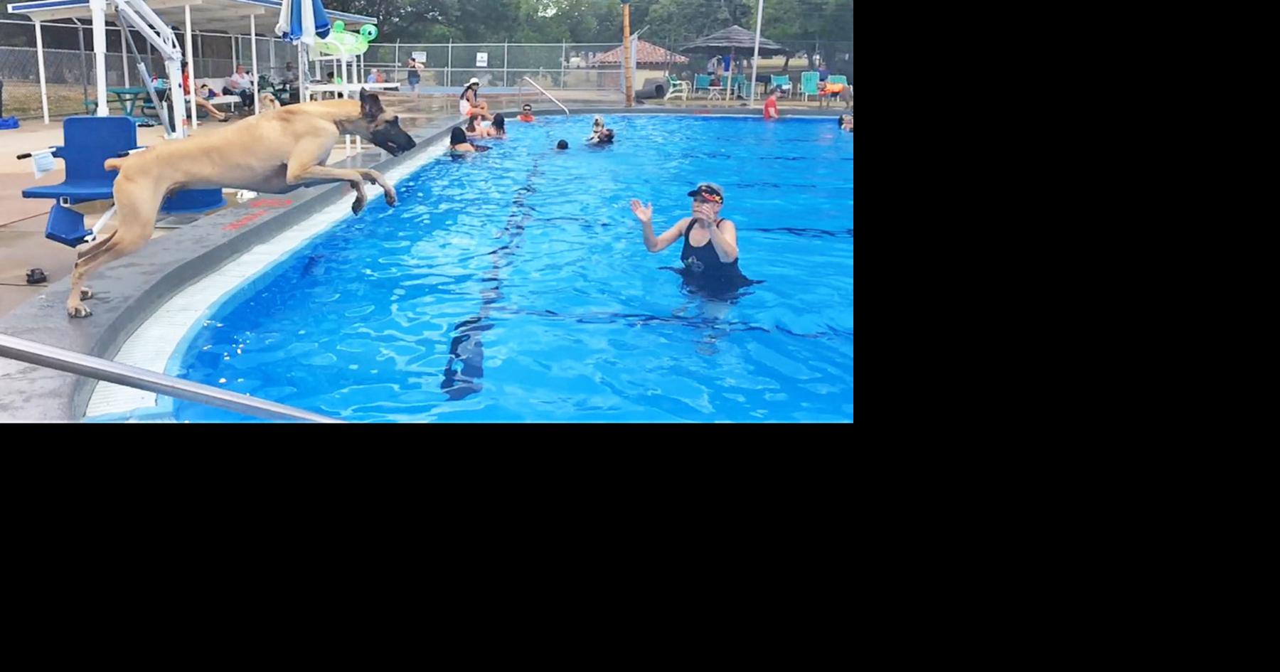 Pooch Paddle is back: Jester Pool opens to dogs Aug. 1 | News ...