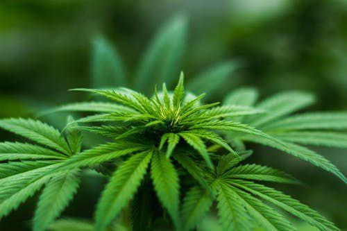 State sends officials letter on marijuana laws
