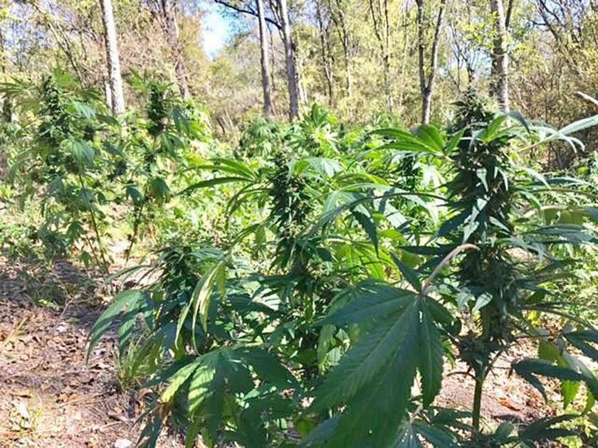 Navarro County Sheriff&rsquo;s Office assists in Hill County pot bust