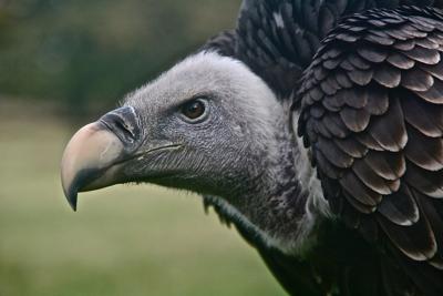 Turkey vulture Turkey vulture