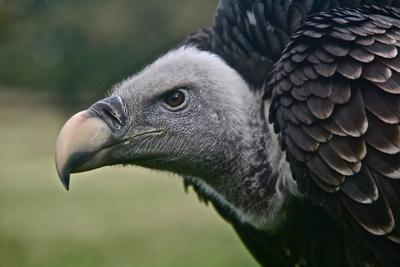 Turkey vulture