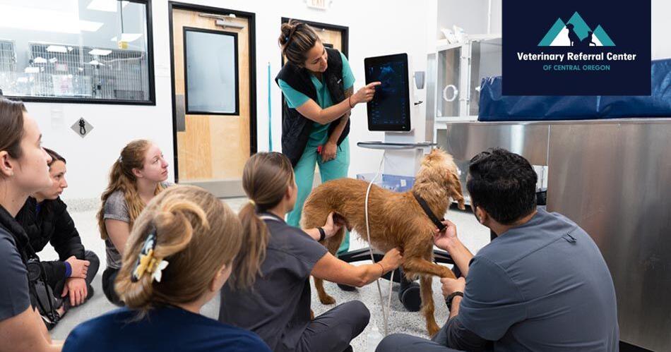 VRCCO Invests in the Future of Veterinary Medicine Through Education-Driven Innovation