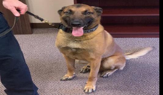 Driver, police dog OK after rollover crash near Dawson