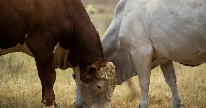 First U.S. screwworm case confirmed in South Texas