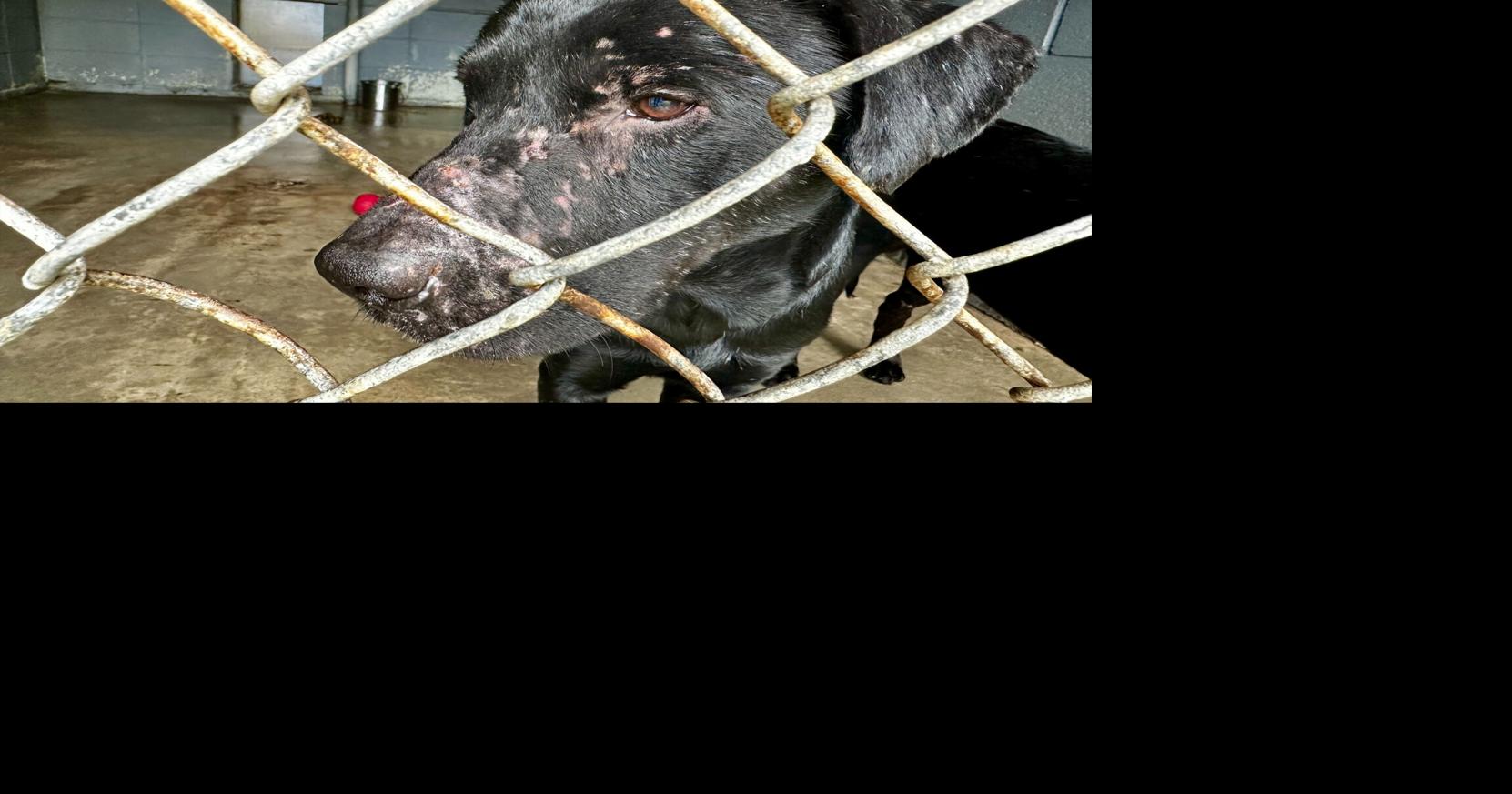 Animal advocates prepare to weather winter storm with 80 rescued dogs in a Mississippi warehouse