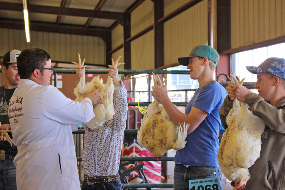 NCYE Reed tops Market Poultry show, Farish takes Reserve News