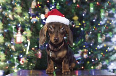Santa Paws comes to town Dec. 19 | News ...