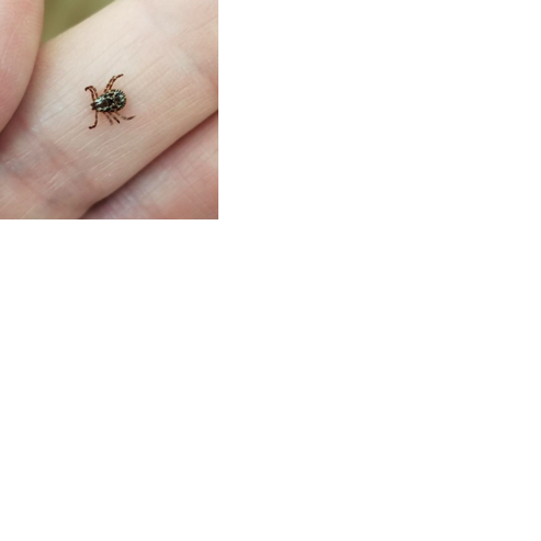 Our View: It's time to talk about ticks