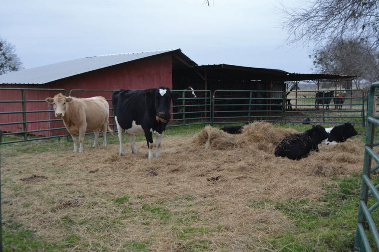 Cattle Prices Reach Record Highs Cattle Herds Thinning Local