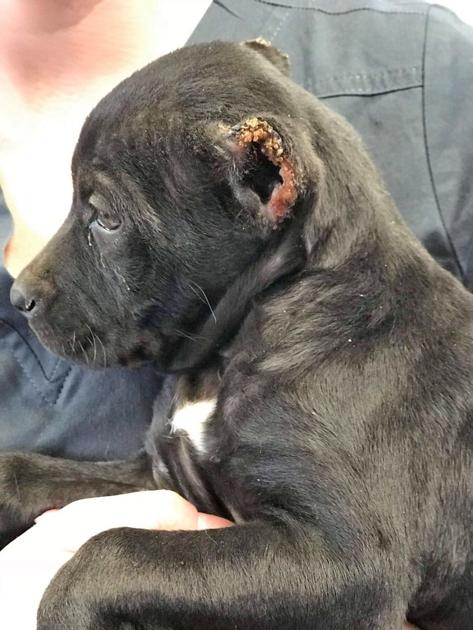 Good Samaritan rescues 'trashed' puppy