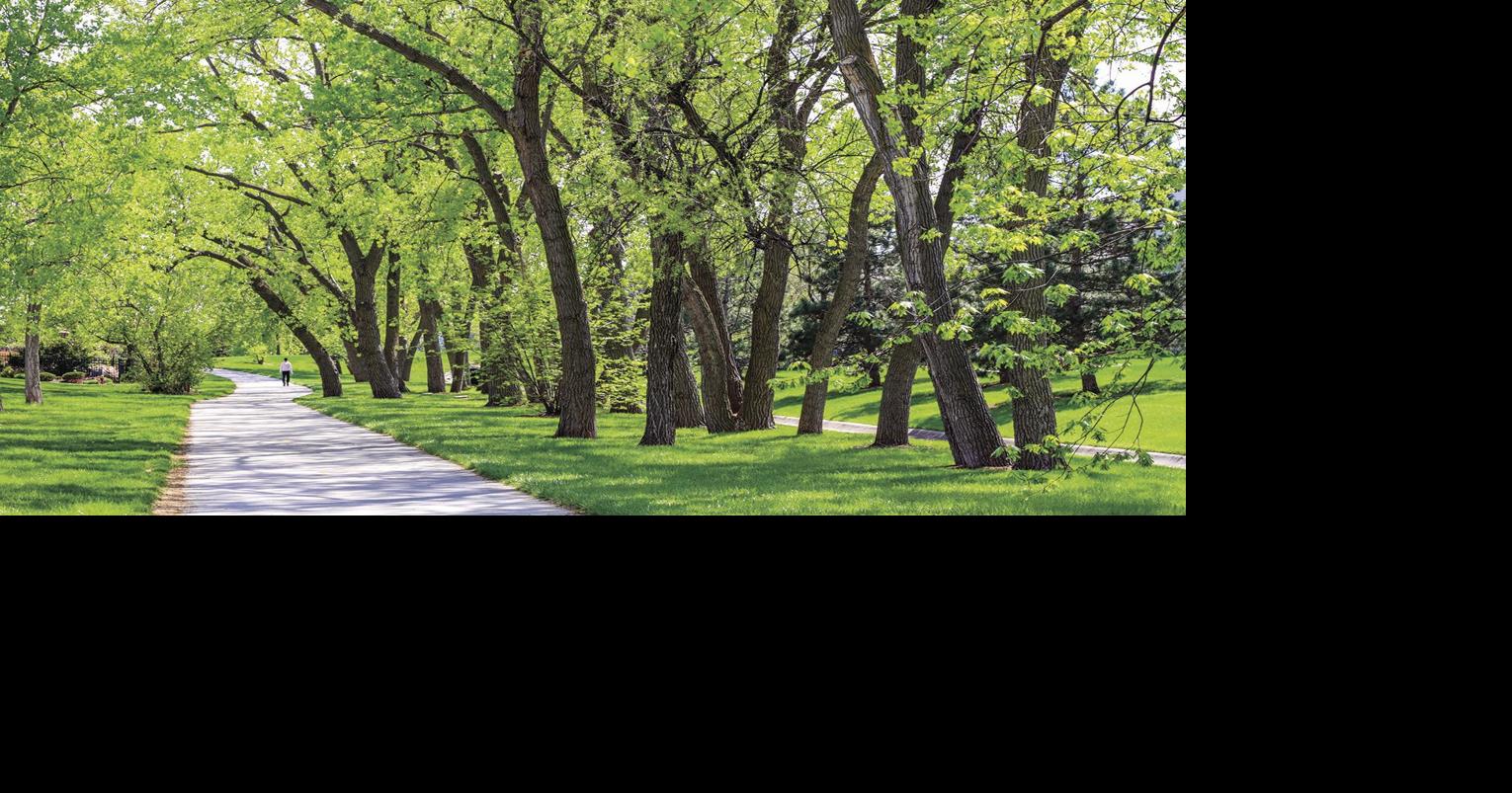 AgriLife hosts online oak tree management program | News ...