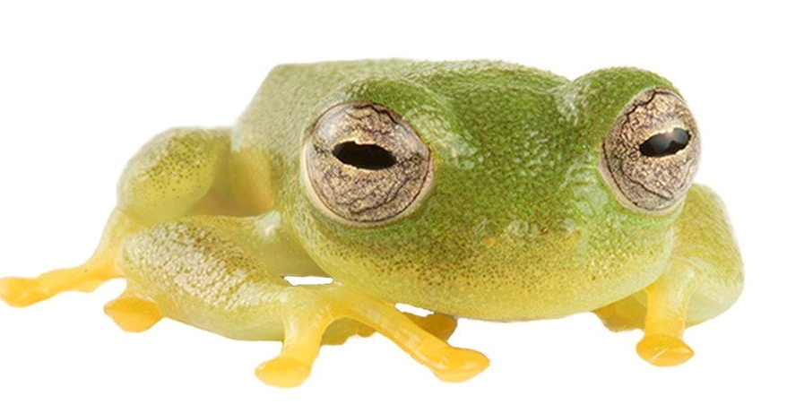 Newly discovered frog species named after Olympic champion