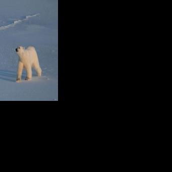 Polar bears bulk up despite melting Norwegian Arctic: study