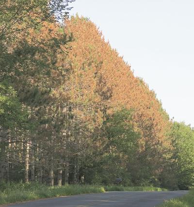 Pine trees browning after July hail damage | News | countrymessenger.com