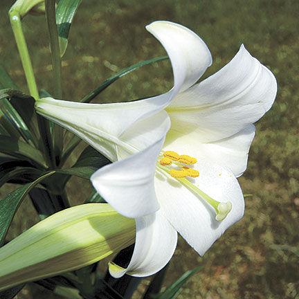 Easter Lilies Spell Danger For Cats News Countrymessenger Com