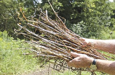 Gardener Encounters Garlic Eating Gopher News Countrymessenger Com