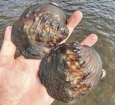 Mapleleaf mussel
