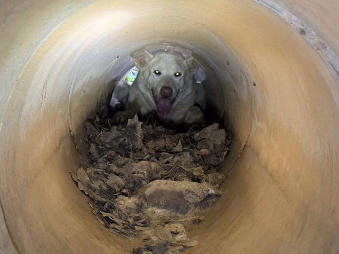 Firefighters save dog stuck in pipe | Local News | courier-tribune.com