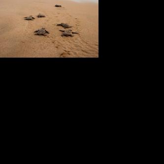 Home to the sea: Turtle watch program works to save Loggerheads in ...