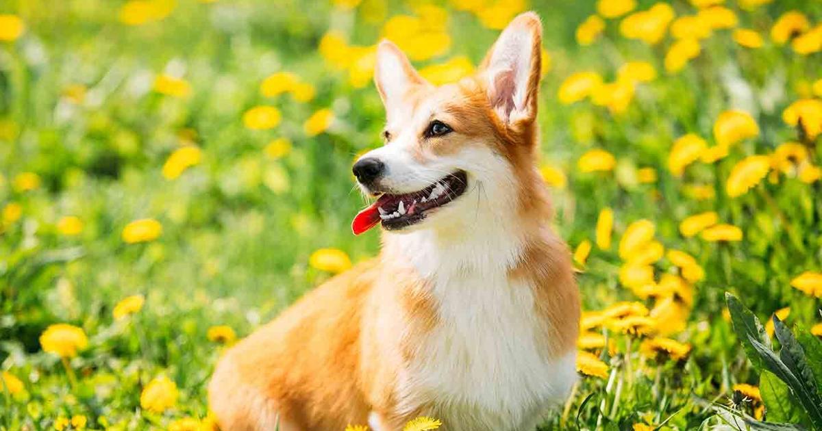Pet Talk – Spring Vaccinations For Dogs | Online Only Pet Talk – Spring Vaccinations For Dogs | Online Only