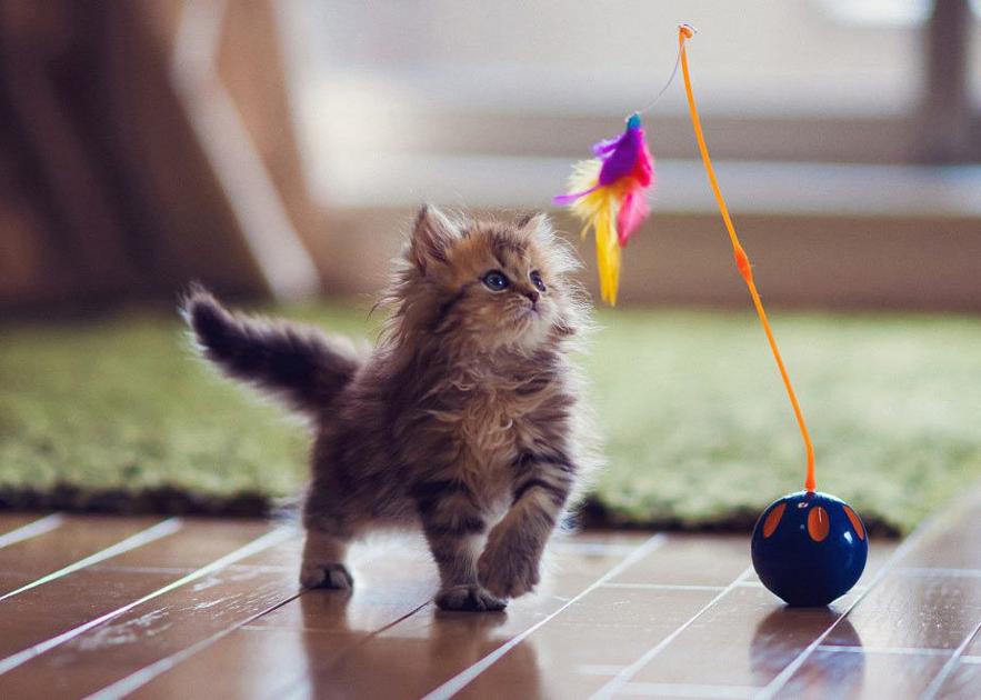 Pet Talk Sit Stay At Home Pet Friendly Quarantine Activities