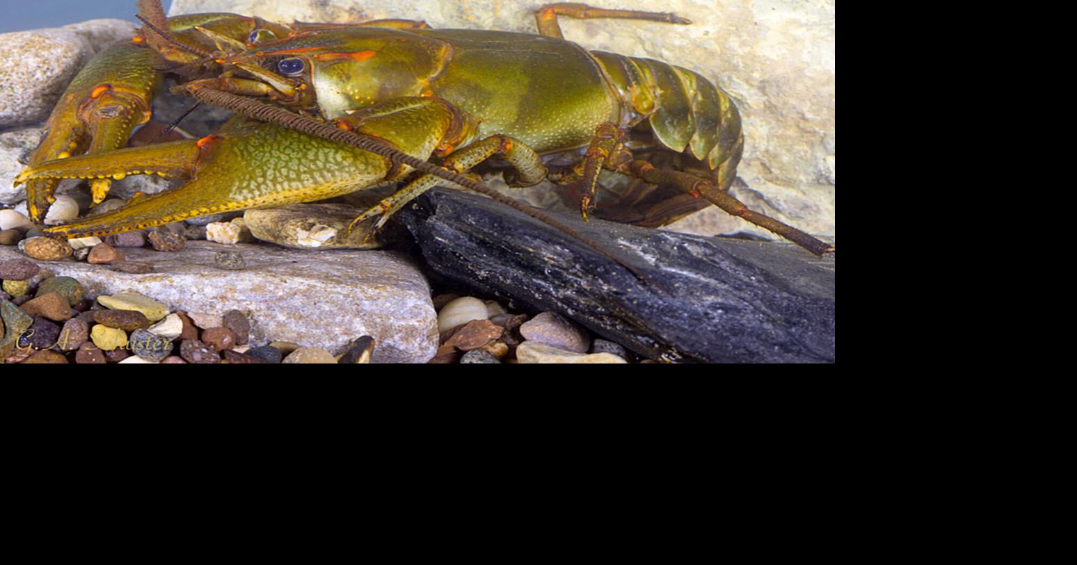WFF Updating Plan for Imperiled and At-Risk Species | Online Only ...