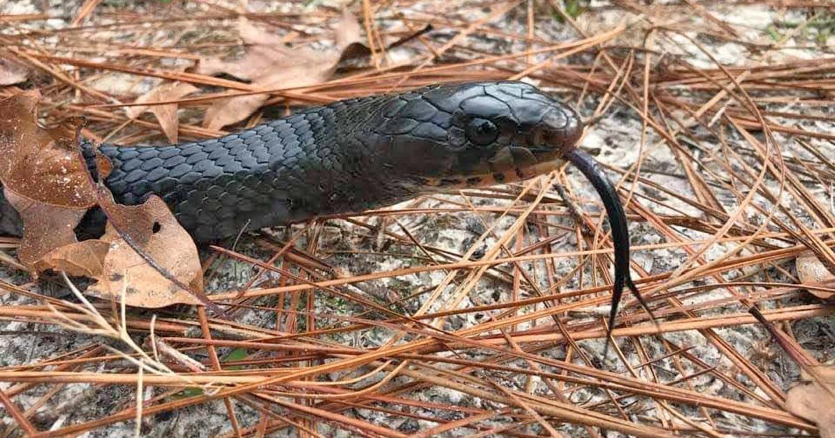 Eastern Indigo Release Adds 40 to Conecuh National Forest - Vimarsana News