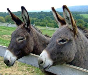 Miniature Donkeys As Pets Courier Journal Online Only Miniature Donkeys As Pets