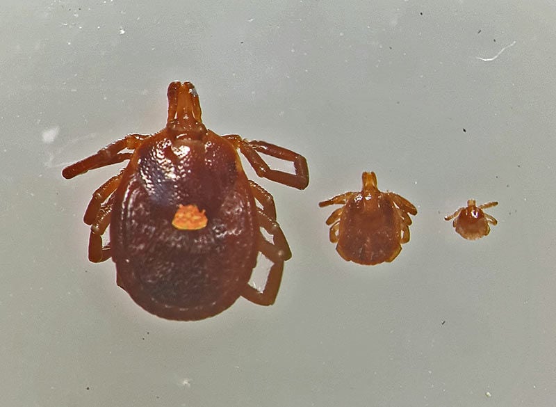 Disease-Carrying Ticks Widespread Across Alabama | Online Only ...