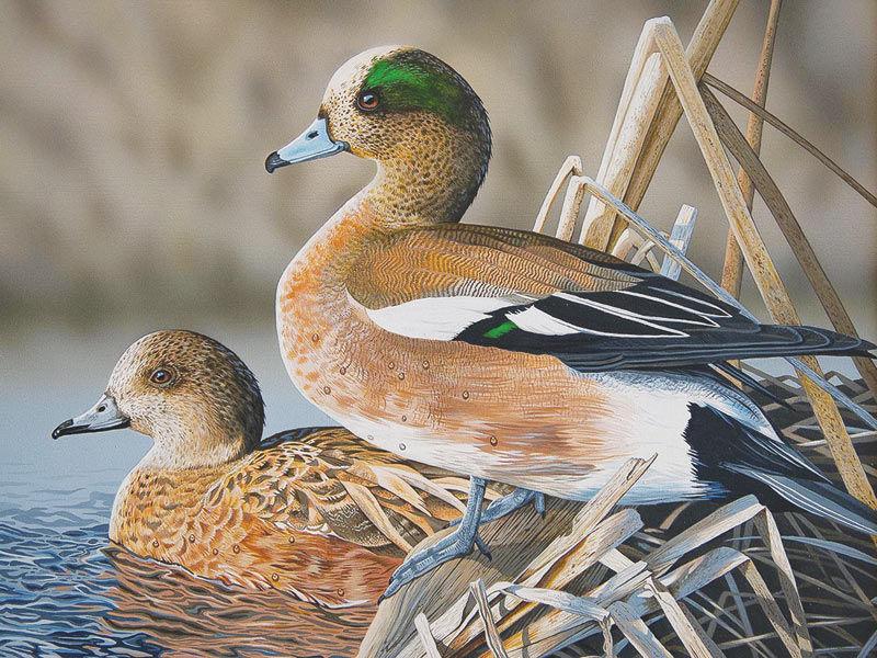 Waterfowl Stamp Art Contest Opens Jan 1 This Week